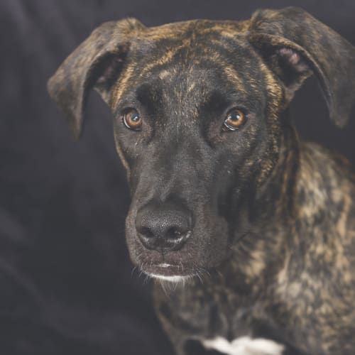 Nova ~ Mastiff X Great Dane (on trial 19/1/19)