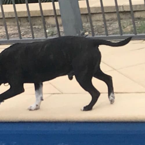 Harley ~ 9 year old Staffy x (on trial 25/11/18)