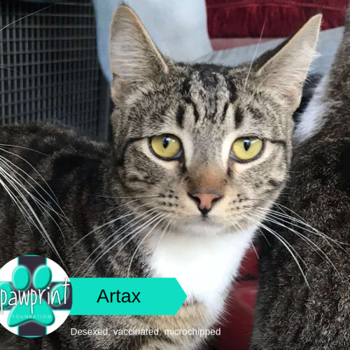 Artax