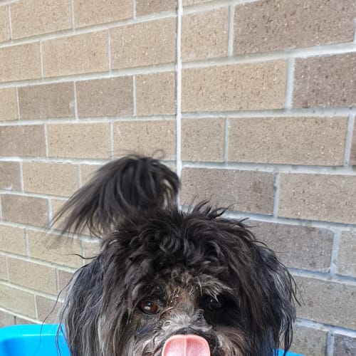 Hamish