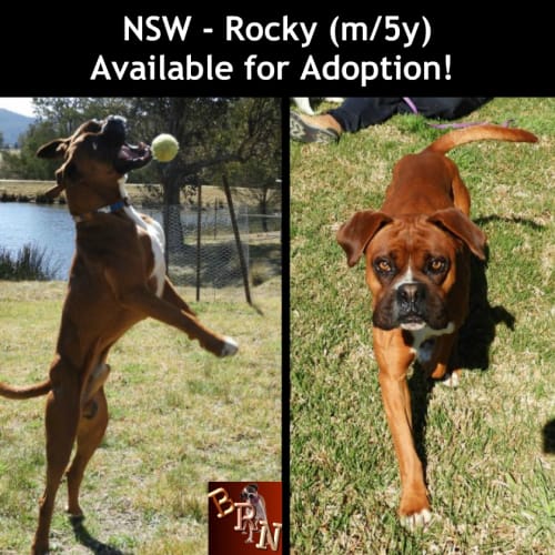 Rocky