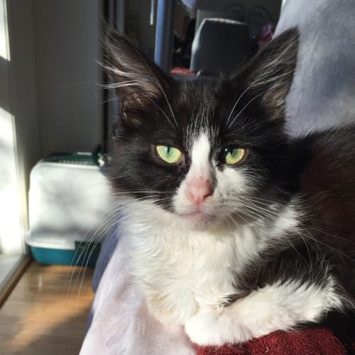 Stefan the stupidly good looking cat