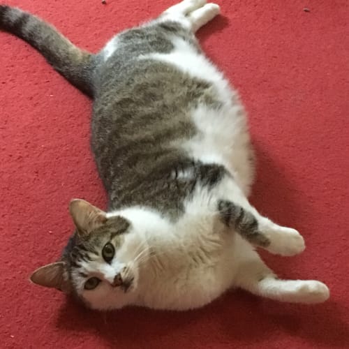 Katie