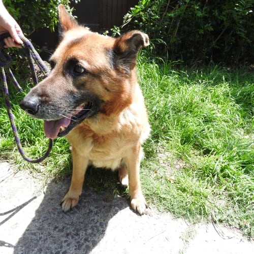 Portia bonded pair with Lucky