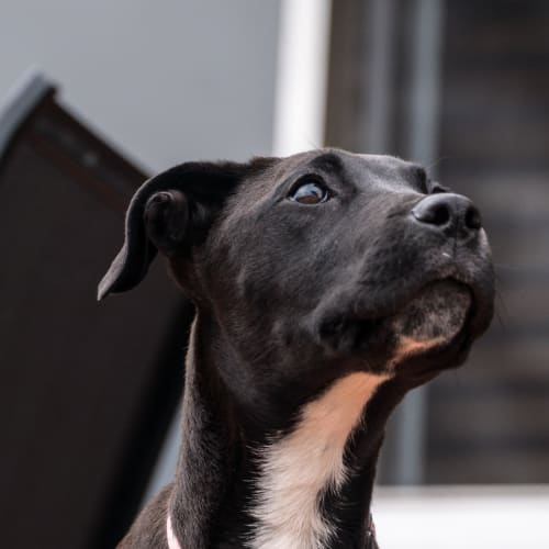 Lilly ~ Bull Arab X (on trial 16/1/2019)