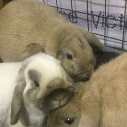 Ollie, Fallow and Roe