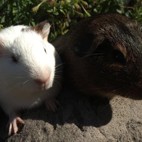 Ashima & Percy 