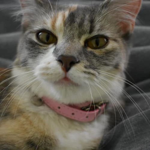 Isabella