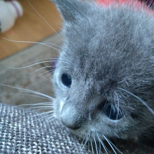 Smokey