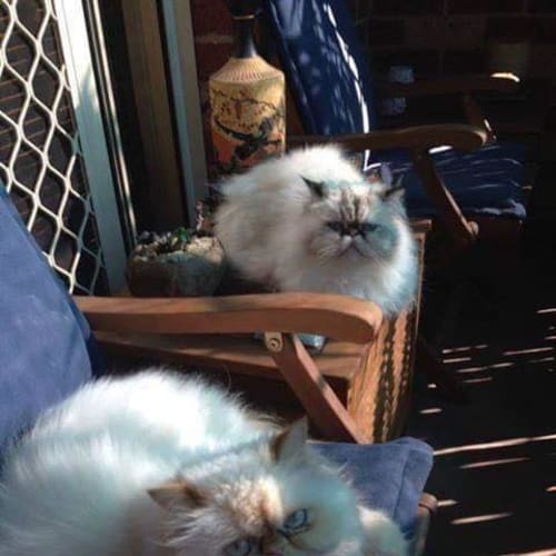 Cosmo & Bella