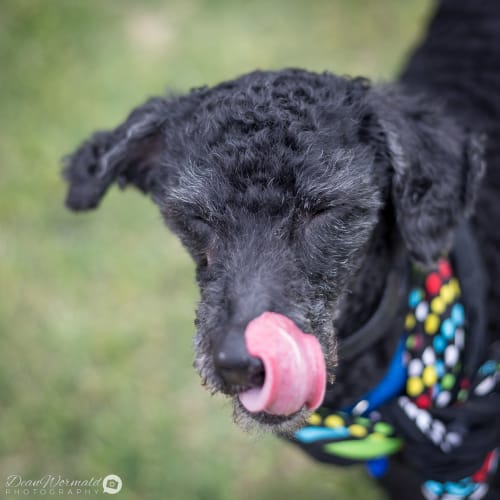 Pepper ~ Poodle x (on trial 28/11/18)