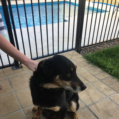 Sox ~ Kelpie X (on trial 25/11/18)