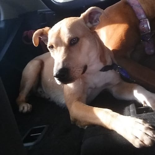 Eddie ~ Jack Russell x Kelpie (on trial 16/11/18)