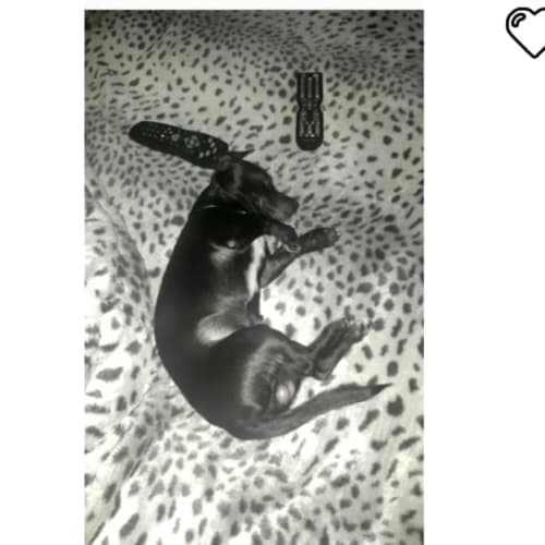 Chase ** A Tiny Little Boy **