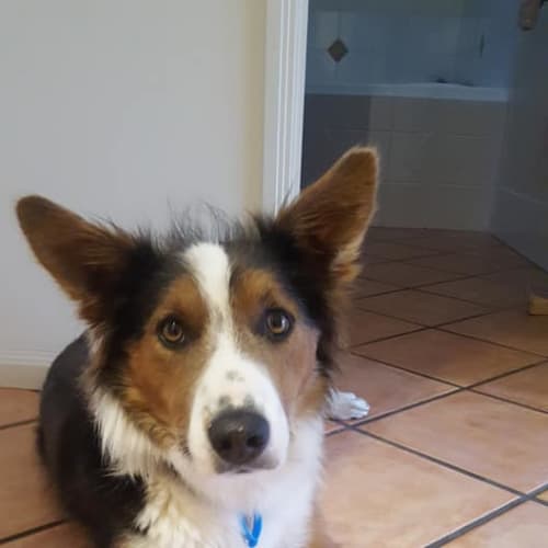 Cooper