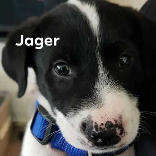 Jager