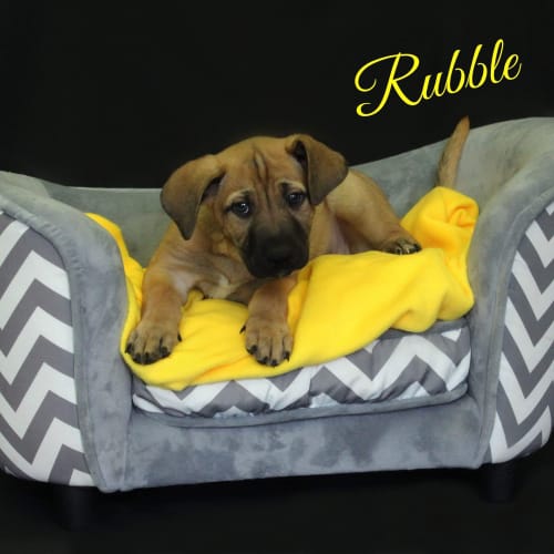 Rubble 