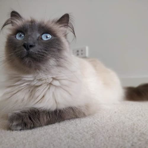 Meow 