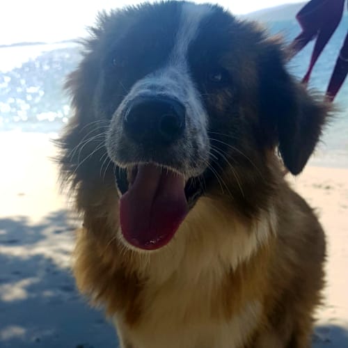 Bodhi ~ Border Collie x (on trial 17/11/18)