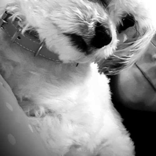 Milly Lou