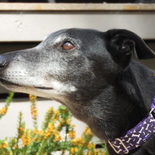 Dishlicker coats best sale