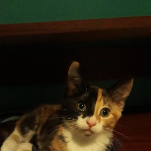 Nesryn 