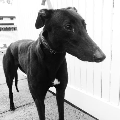 “Ebony”, Unconventional Charm. Melbourne