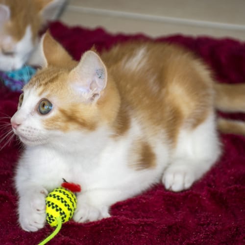 Zac ^^Dandy Cat Rescue^^