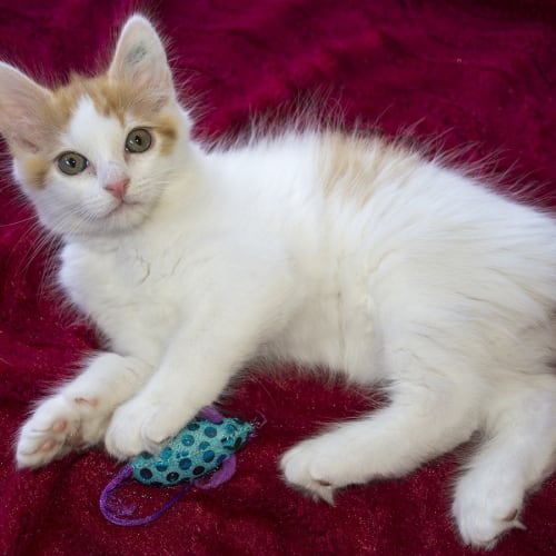 Popcorn ^^Dandy Cat Rescue^^