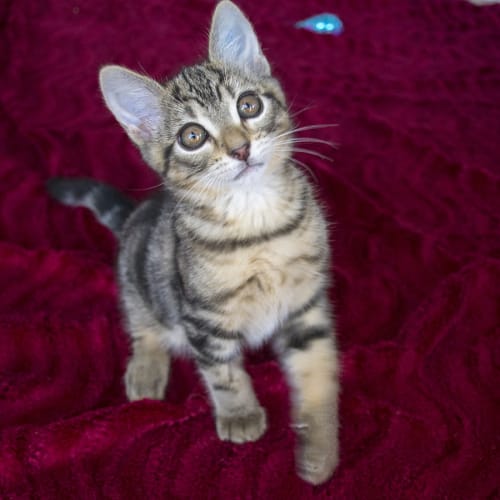 Nermal ^^Dandy Cat Rescue^^