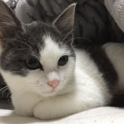 Coco