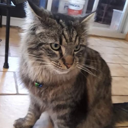 Simba 