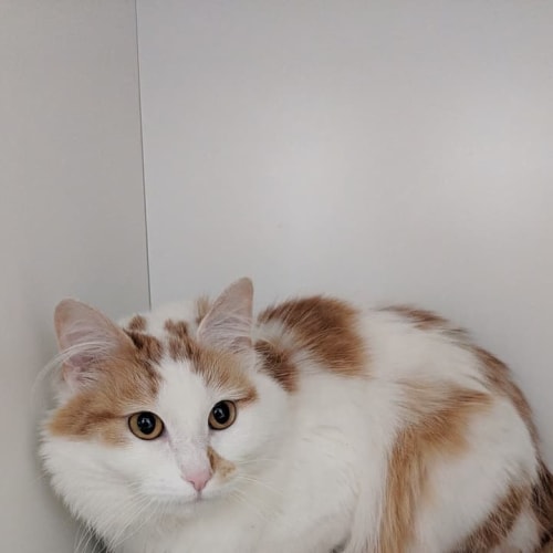 Beautiful Molly the fluffy white & ginger girl cat