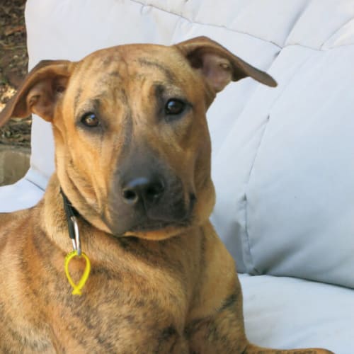 Lucy ** Loyal Loving Sweet Heart **