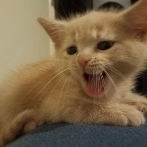Niles