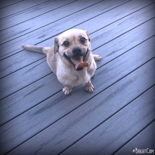 Paulie ** An Adorable Wee Man **