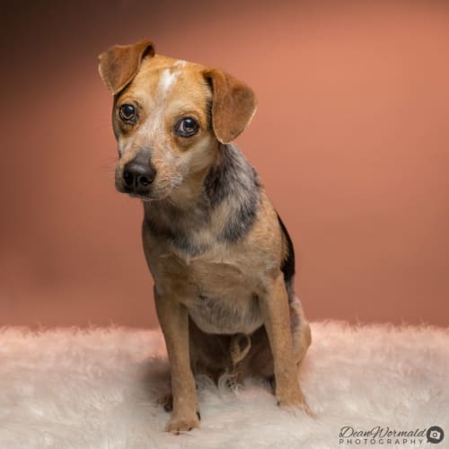 Buddy ~ Beagle x (on trial 2-12-2018)