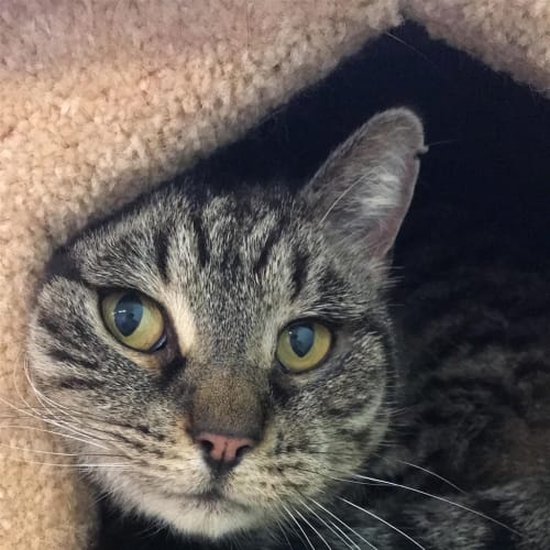 Woolie