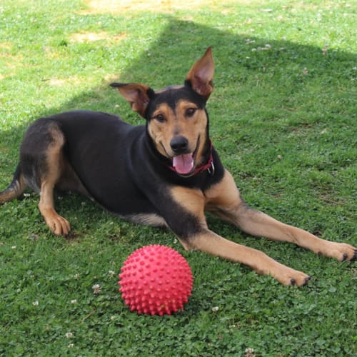 Ralphie