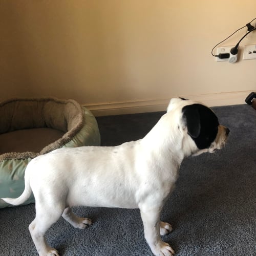 Hawka