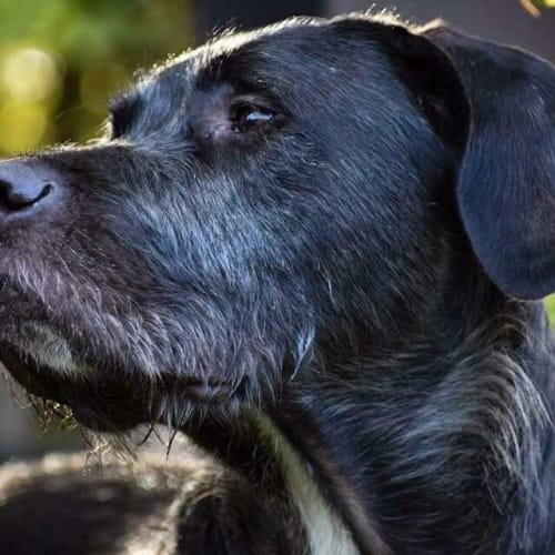 Duke 