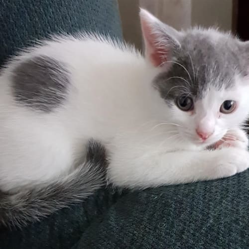 Luca