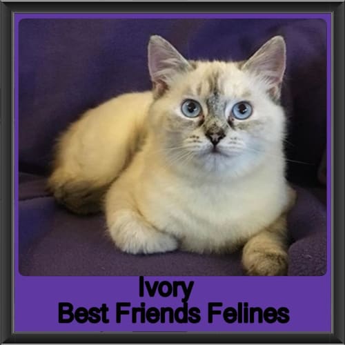Ivory 