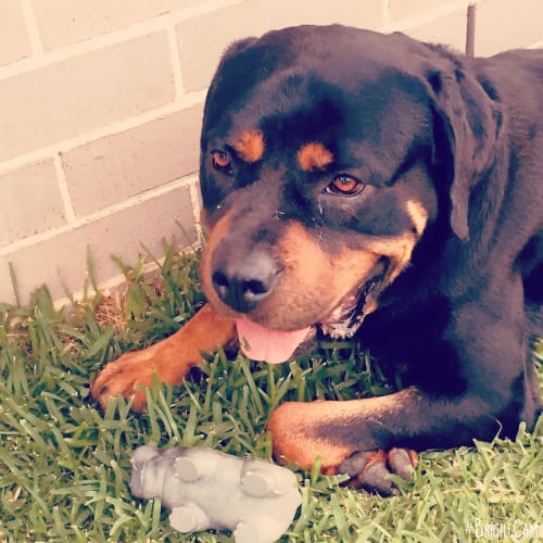 Diesel ** A Pure Breed Rottweiler **