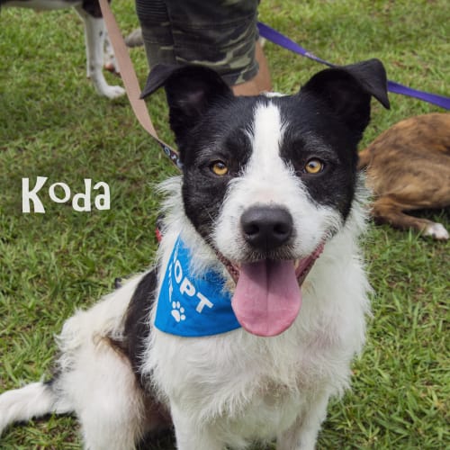 Koda