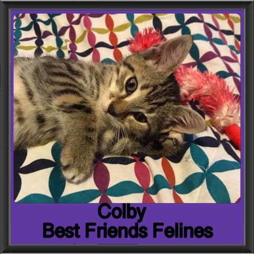 Colby 