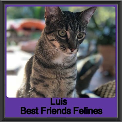 Luis