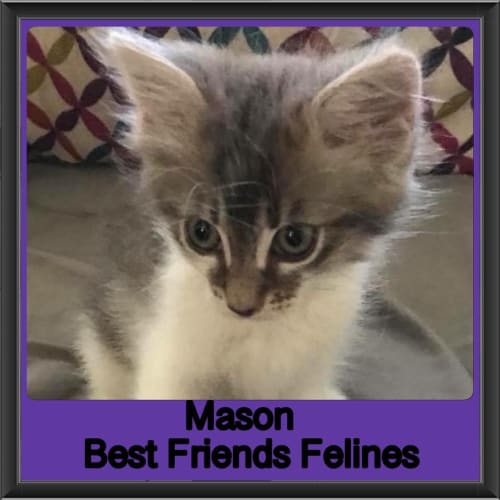 Mason 