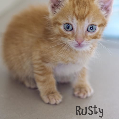 Rusty