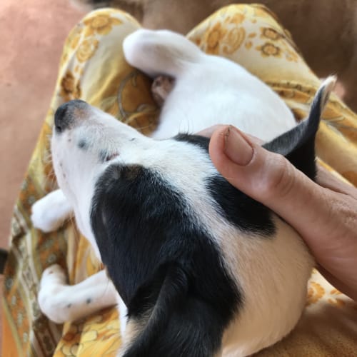 Spot